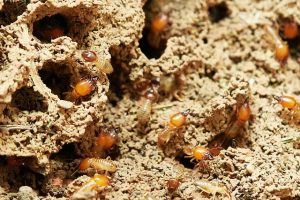 Come eliminare le termiti: le caratteristiche di questo insetto