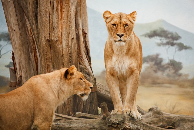 Safari in Tanzania. Tutto quello che devi sapere