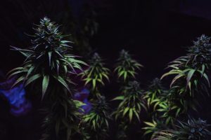 I Benefici della Cannabis Light: Una Prospettiva Integrata sulla Salute e il Benessere
